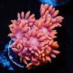 Pink Mamba Goniopora Coral with flower-like polyps in reef aquarium