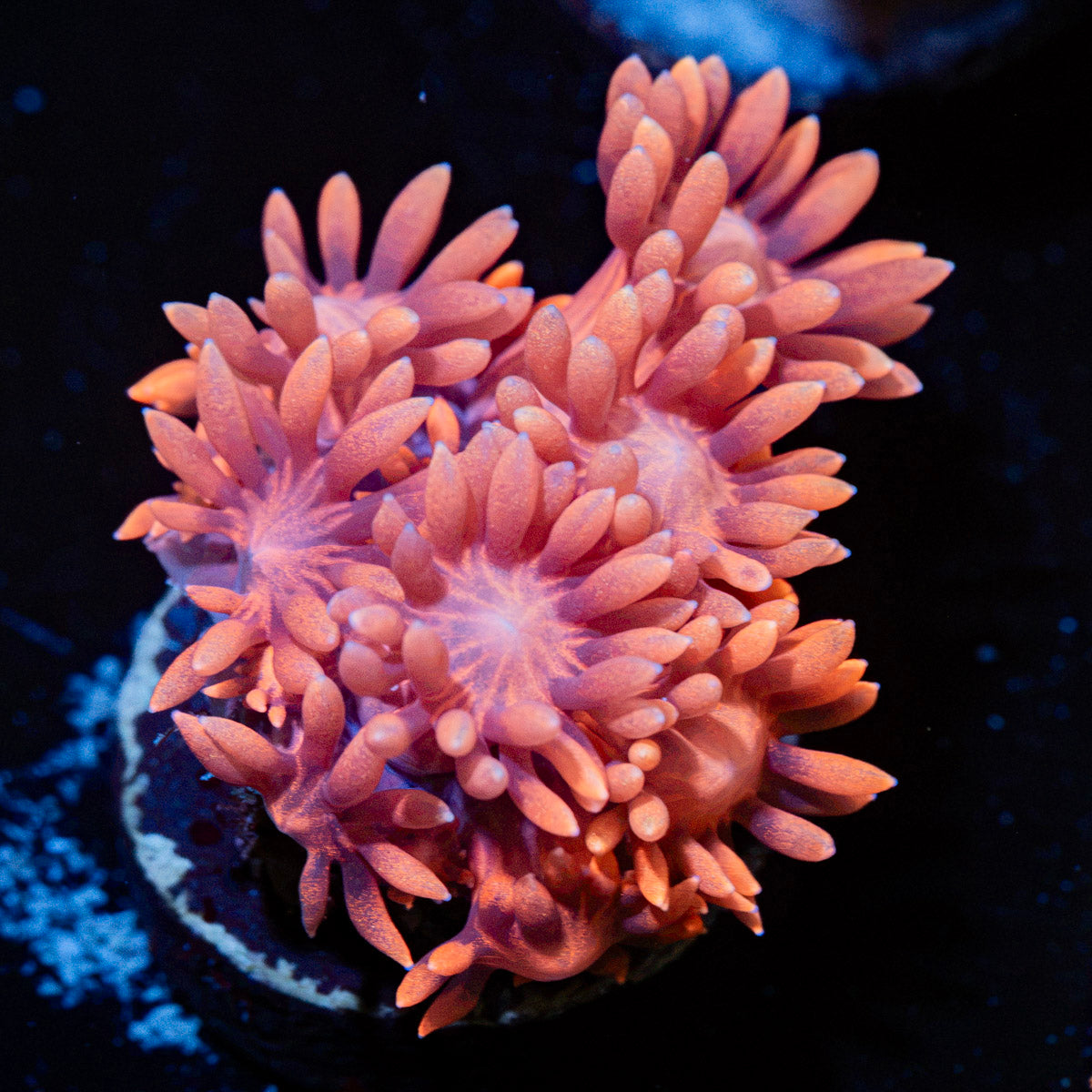 Pink Mamba Goniopora Coral with flower-like polyps in reef aquarium