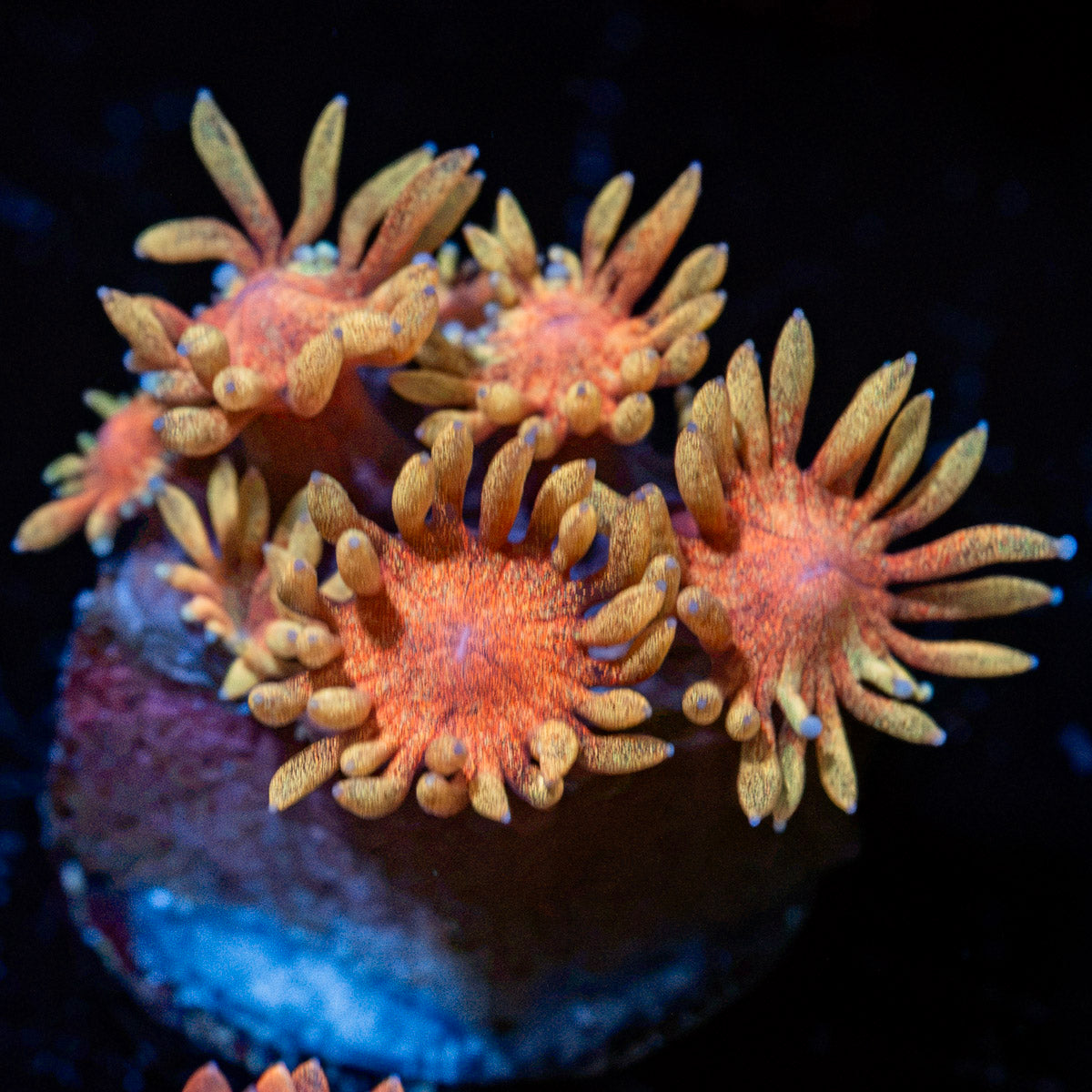 Iron Man Goniopora Coral with flower-like polyps in reef aquarium