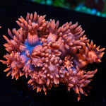 Pink Mamba Goniopora Coral with flower-like polyps in reef aquarium