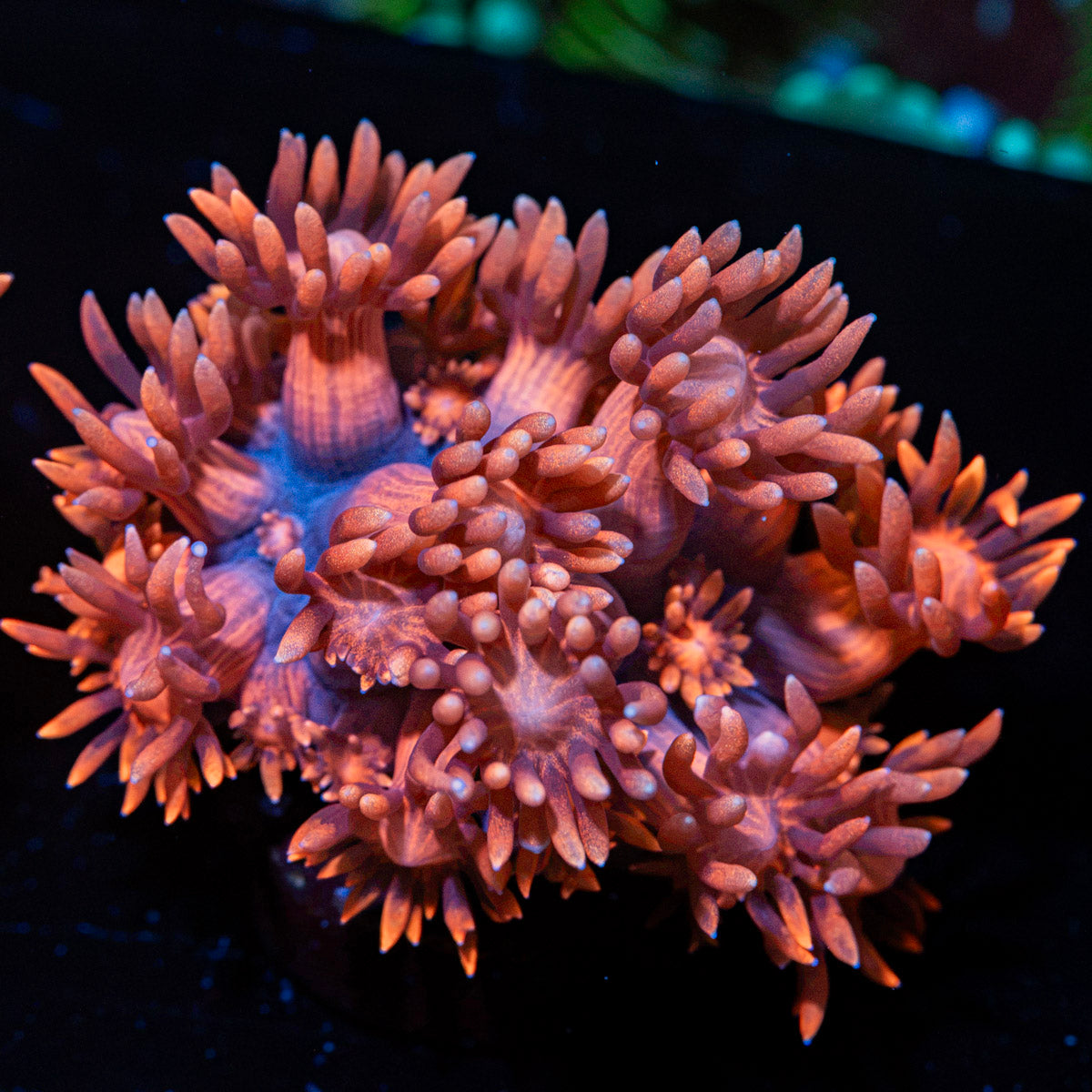 Pink Mamba Goniopora Coral with flower-like polyps in reef aquarium