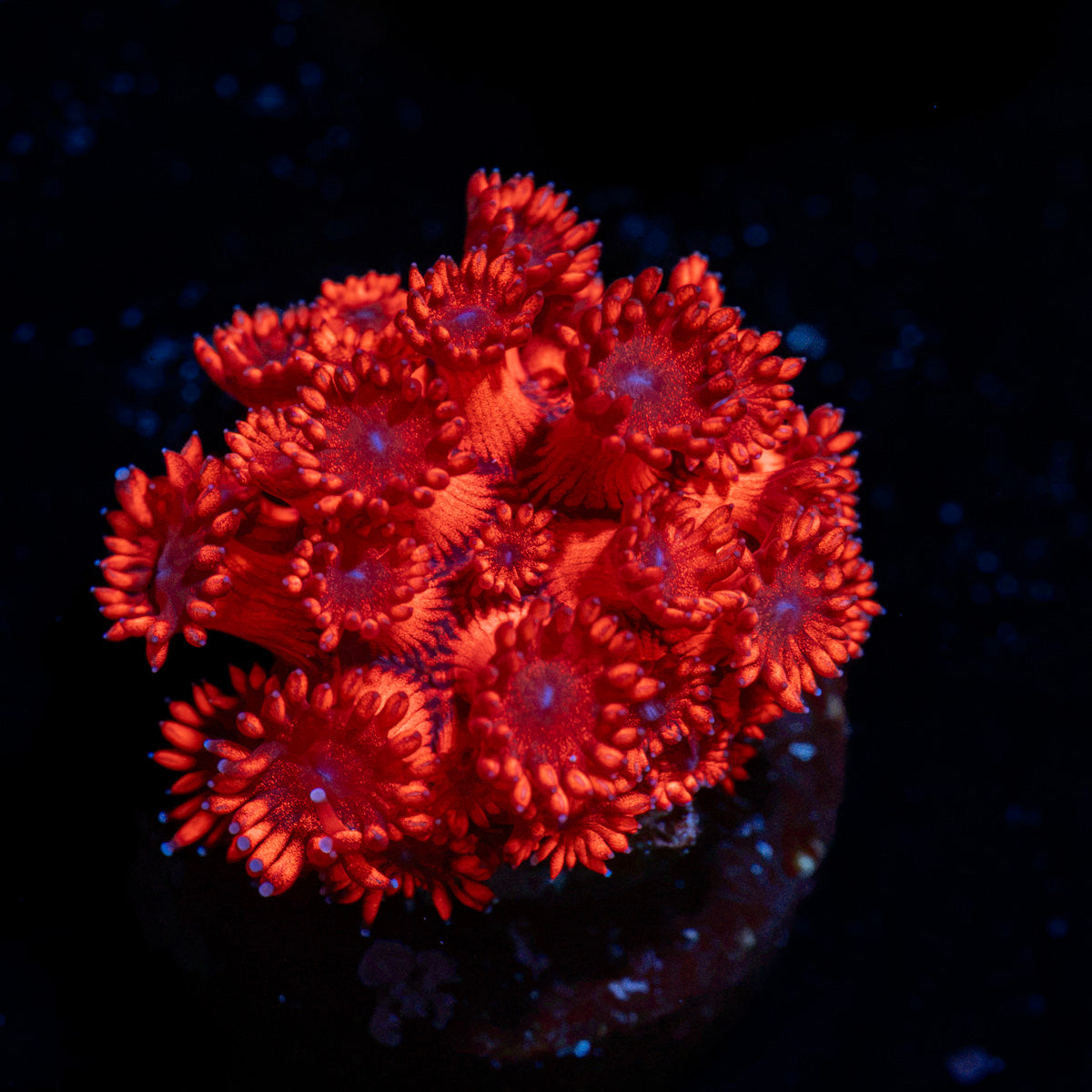 Arctic Blast Goniopora Coral with flower-like polyps in reef aquarium