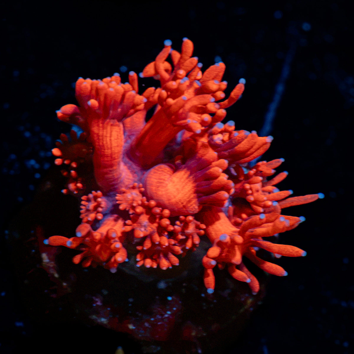 Red Bull Goniopora Coral with flower-like polyps in reef aquarium