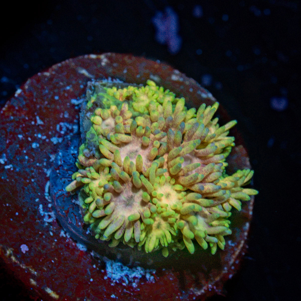 Encore Goniopora Coral with flower-like polyps in reef aquarium