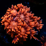Bandit Goniopora Coral with flower-like polyps in reef aquarium