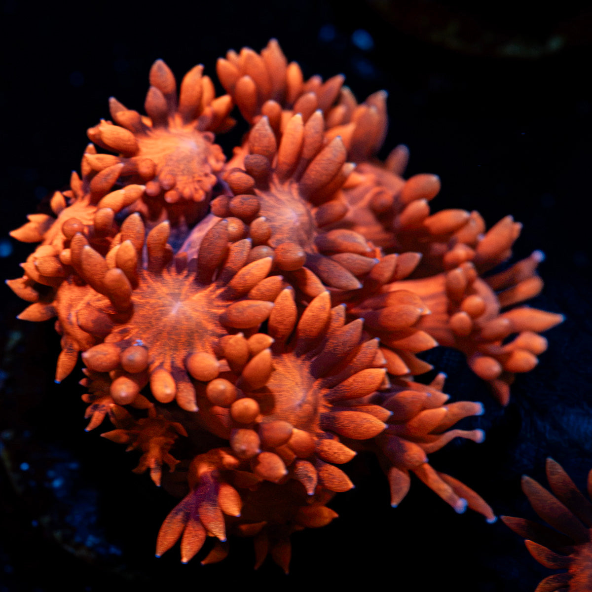 Bandit Goniopora Coral with flower-like polyps in reef aquarium