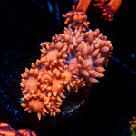 Bandit Goniopora Coral with flower-like polyps in reef aquarium