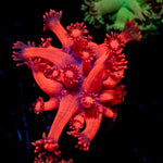 Red Bull Goniopora Coral with flower-like polyps in reef aquarium