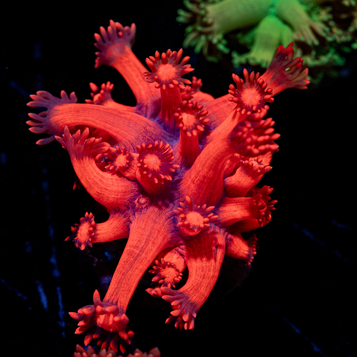 Red Bull Goniopora Coral with flower-like polyps in reef aquarium