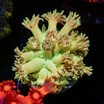 Encore Goniopora Coral with flower-like polyps in reef aquarium