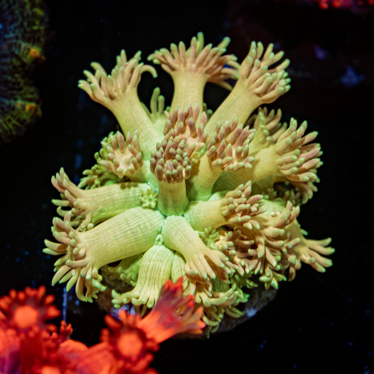 Encore Goniopora Coral with flower-like polyps in reef aquarium