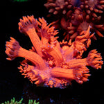 Red Bull Goniopora Coral with flower-like polyps in reef aquarium