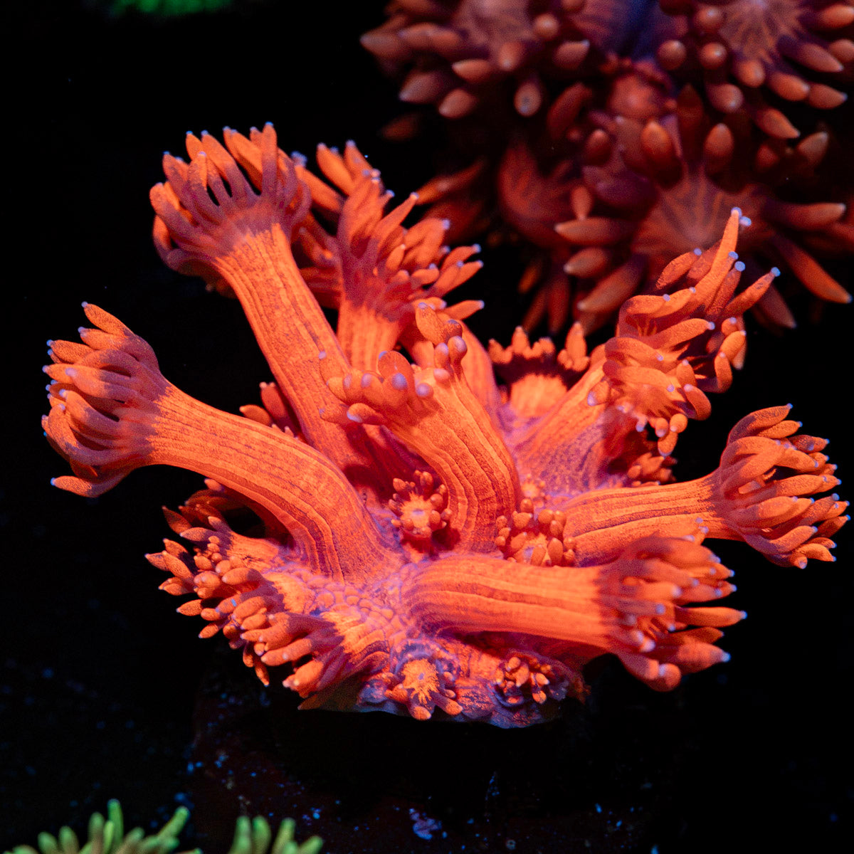 Red Bull Goniopora Coral with flower-like polyps in reef aquarium