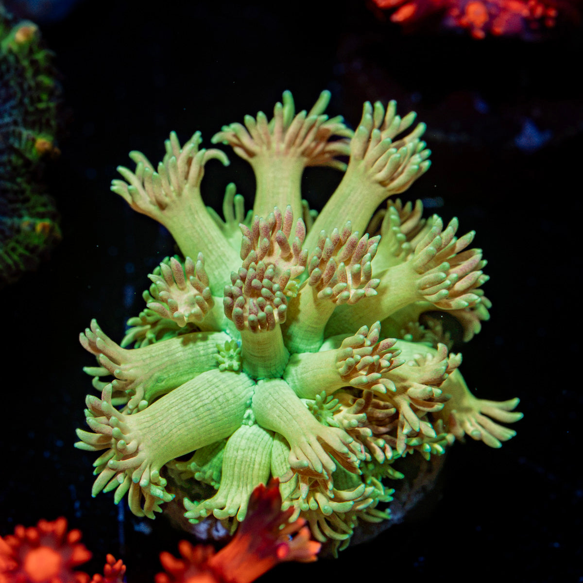 Encore Goniopora Coral with flower-like polyps in reef aquarium