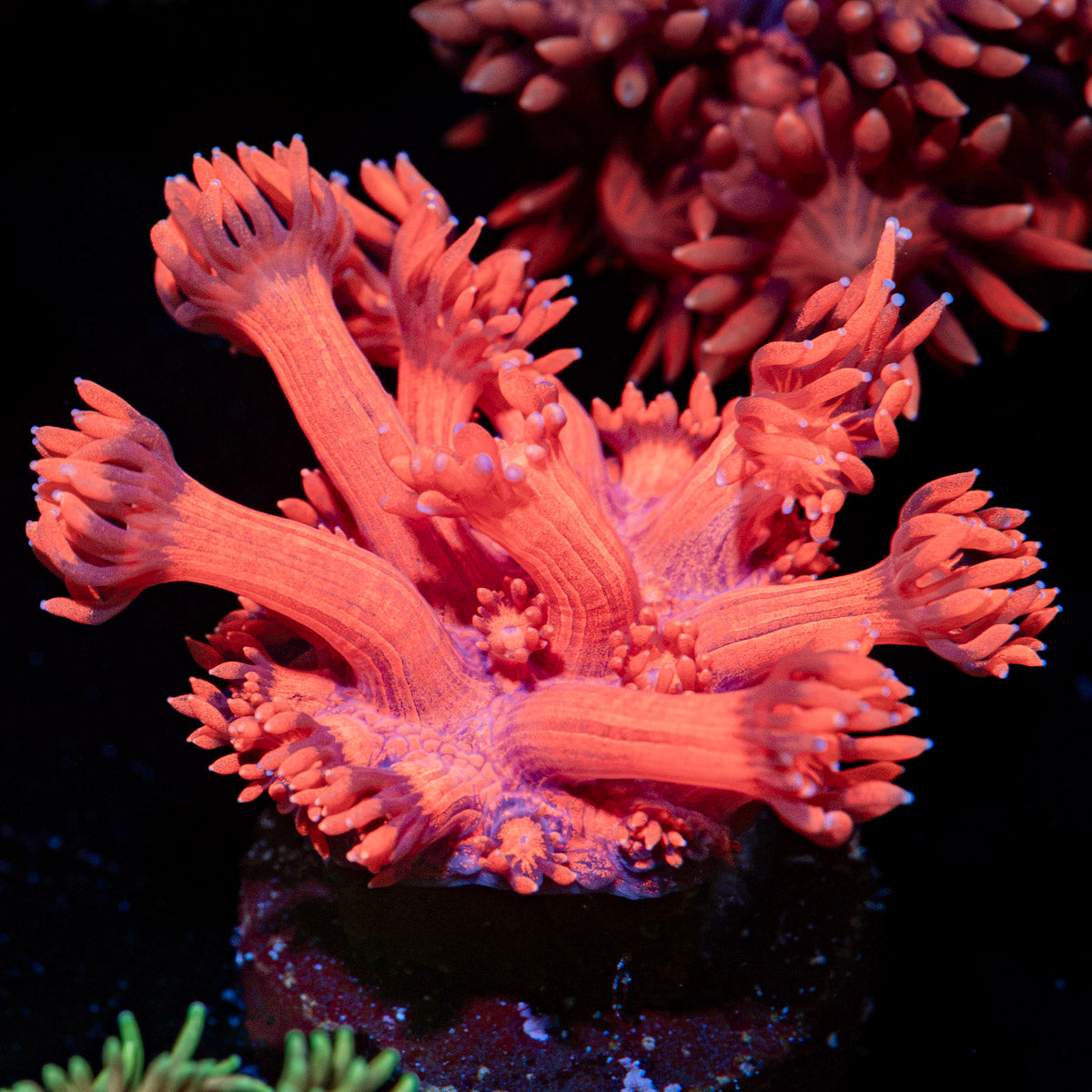 Red Bull Goniopora Coral with flower-like polyps in reef aquarium