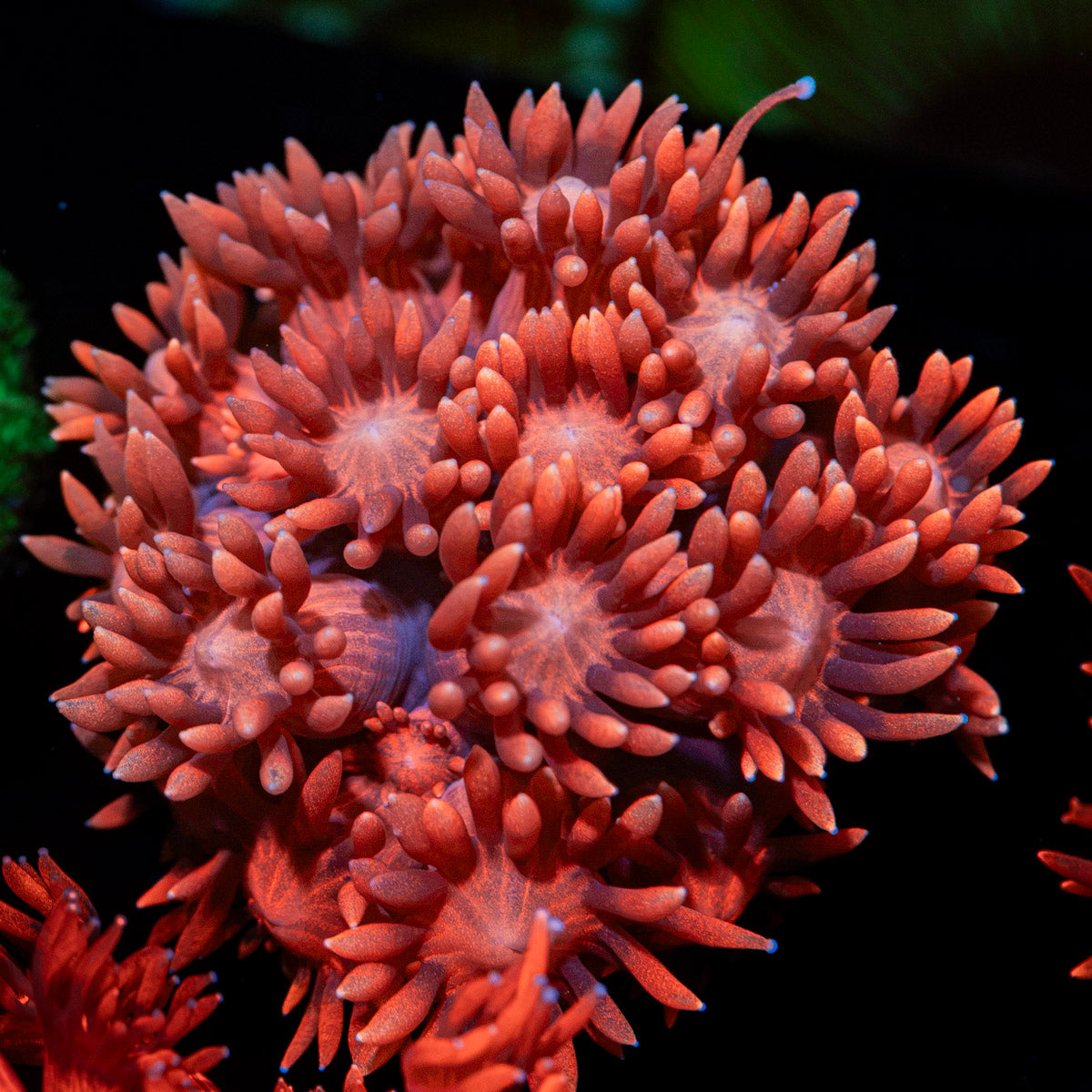 Red Goniopora Coral with flower-like polyps in reef aquarium