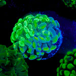 Bi Color Splatter Hammer coral with branching fleshy heads in reef aquarium