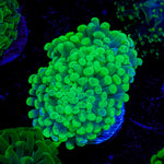 Green Splatter Hammer Coral with branching fleshy heads in reef aquarium