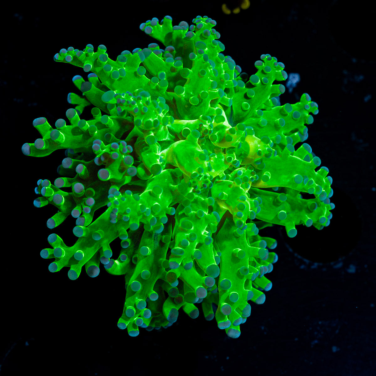 Neon Green Frogspawn Coral with flowing tentacles in reef aquarium