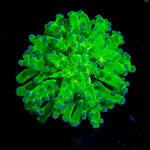 Neon Green Frogspawn Coral with branching fleshy heads in reef aquarium