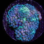 Pink Ricordea Mushroom Coral with mushroom disc in reef aquarium