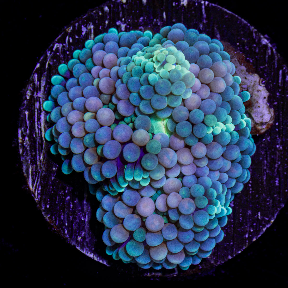 Pink Ricordea Mushroom Coral with mushroom disc in reef aquarium