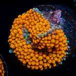 Orange Ricordea Mushroom Coral with mushroom disc in reef aquarium