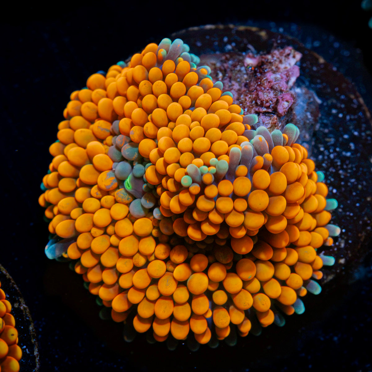 Orange Ricordea Mushroom Coral with mushroom disc in reef aquarium