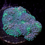 Pinky Ricordea Mushroom Coral with mushroom disc in reef aquarium