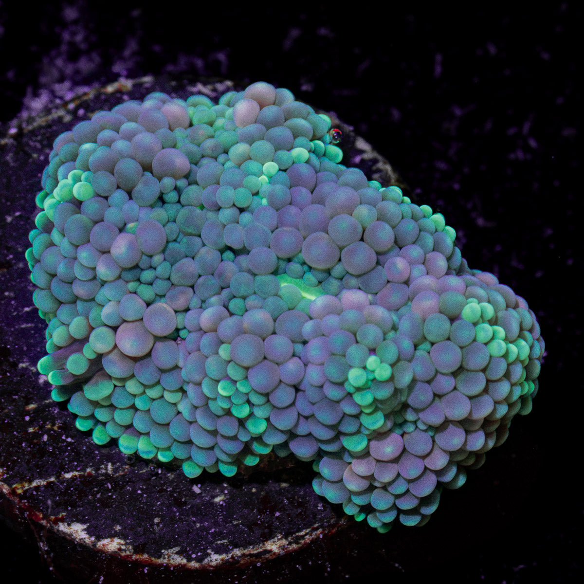 Pinky Ricordea Mushroom Coral with mushroom disc in reef aquarium