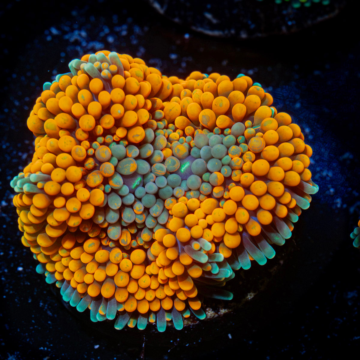 Orange Ricordea Mushroom Coral with mushroom disc in reef aquarium