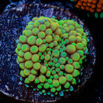 Green Ricordea Mushroom Coral with mushroom disc in reef aquarium