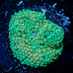 Green Ricordea Mushroom Coral with mushroom disc in reef aquarium