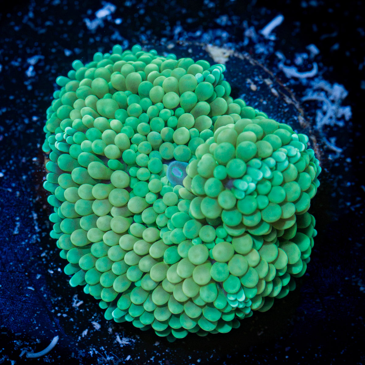Green Ricordea Mushroom Coral with mushroom disc in reef aquarium