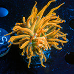 Sun Drop Torch Euphyllia Coral with flowing tentacles in reef aquarium