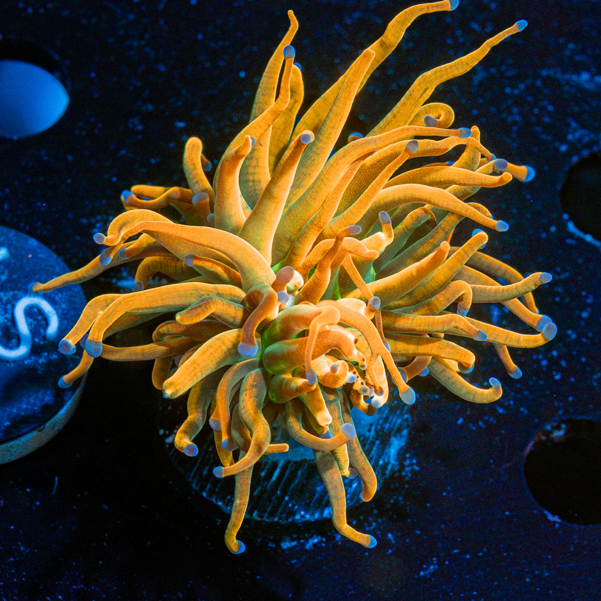 Sun Drop Torch Euphyllia Coral with flowing tentacles in reef aquarium
