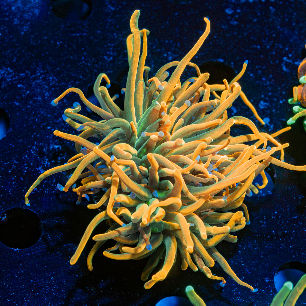 Sun Drop Torch Euphyllia Coral with flowing tentacles in reef aquarium