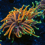 HellFire Torch Euphyllia Coral with flowing tentacles in reef aquarium