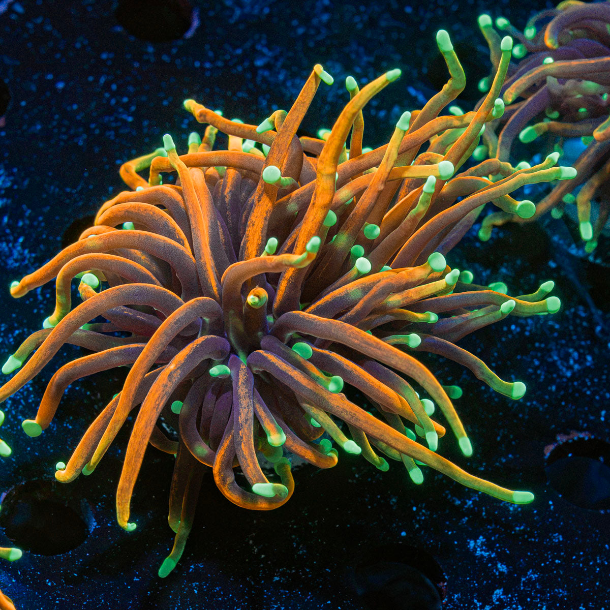 HellFire Torch Euphyllia Coral with flowing tentacles in reef aquarium