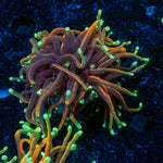 21 Tails Torch Euphyllia Coral with flowing tentacles in reef aquarium