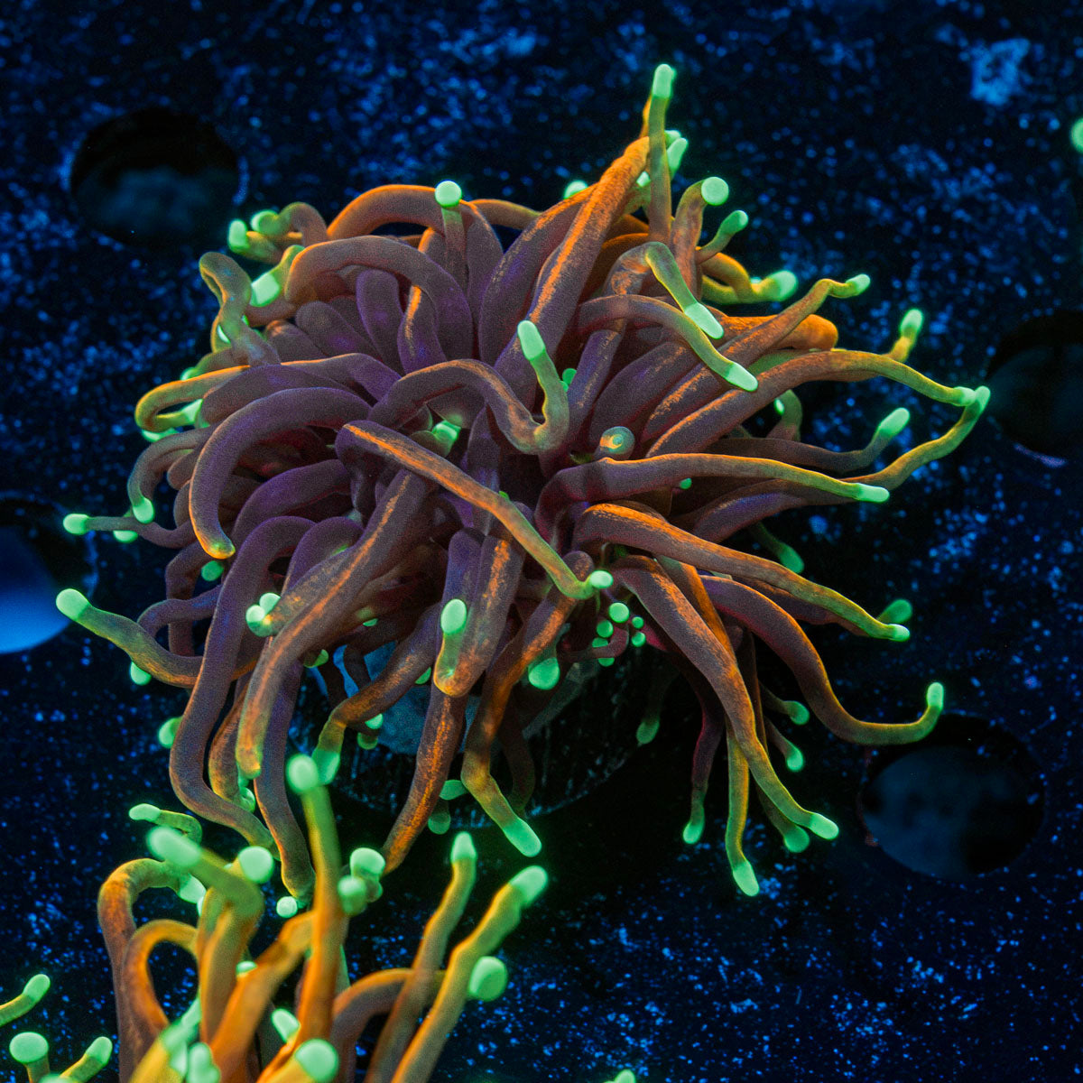 21 Tails Torch Euphyllia Coral with flowing tentacles in reef aquarium