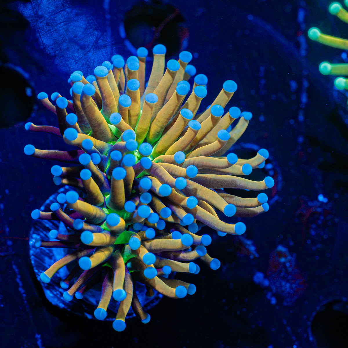 Mardi Gra Torch Euphyllia Coral with flowing tentacles in reef aquarium