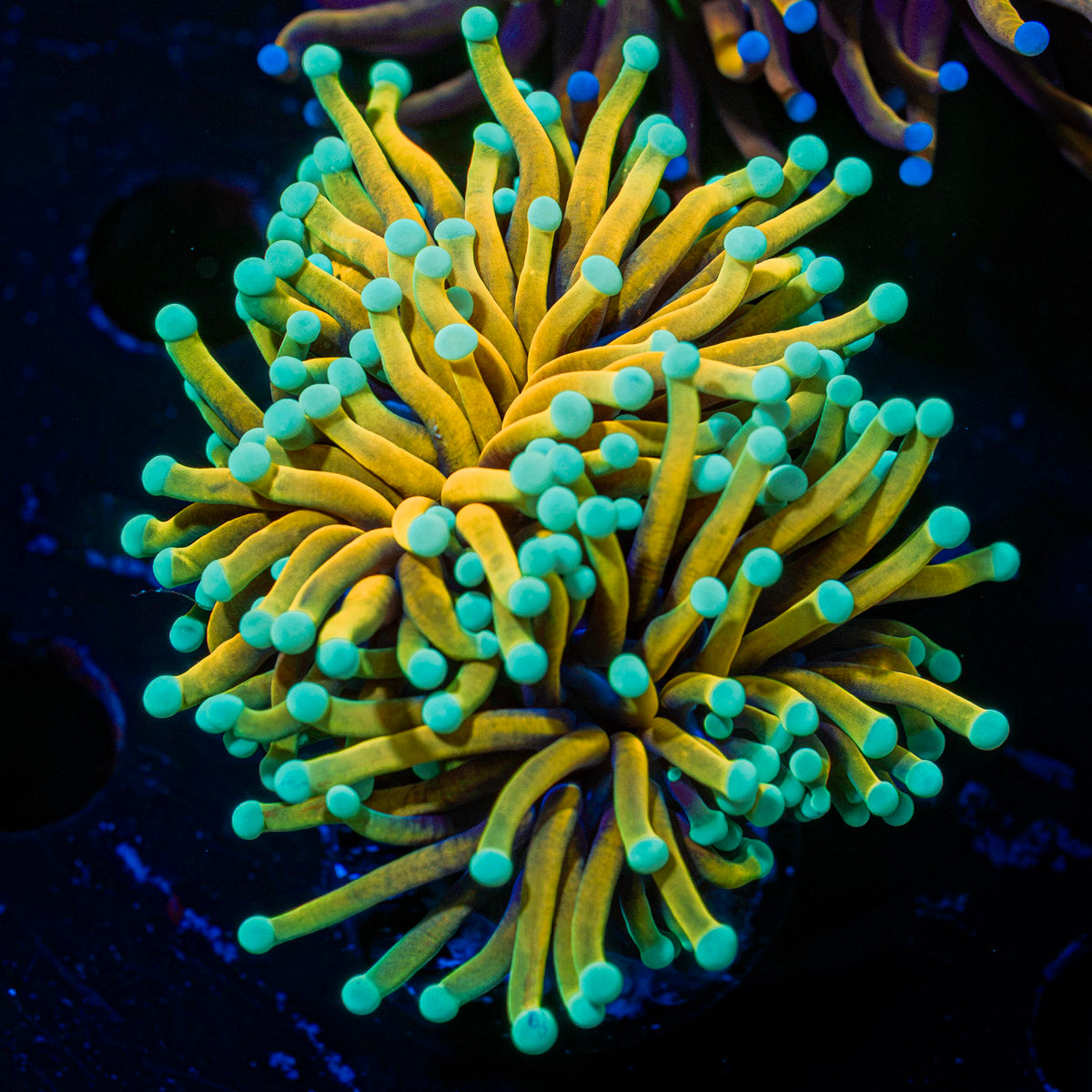 Inferno Torch Euphyllia coral with flowing tentacles in reef aquarium