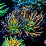 Mardi Gra Torch Euphyllia Coral with flowing tentacles in reef aquarium