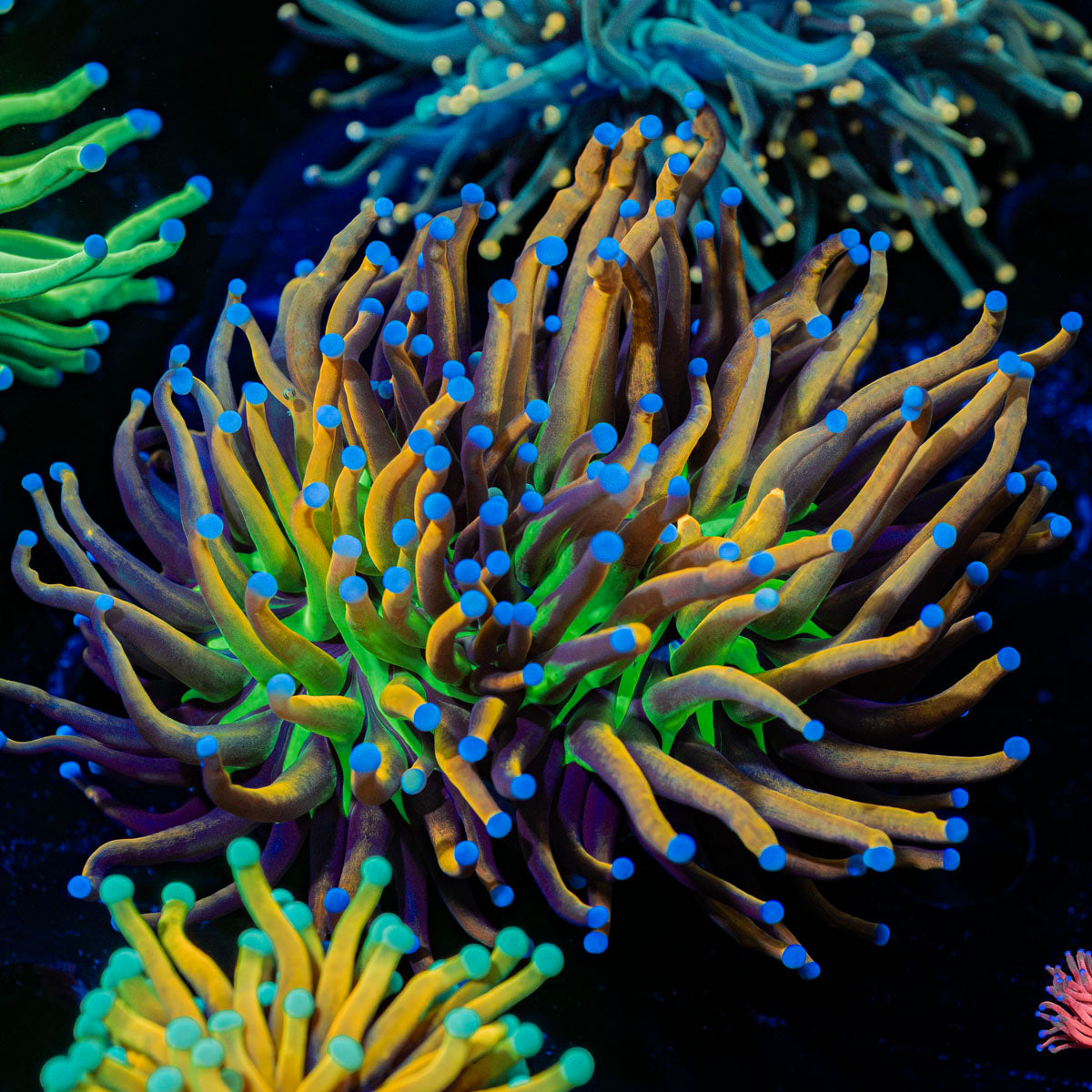 Mardi Gra Torch Euphyllia Coral with flowing tentacles in reef aquarium