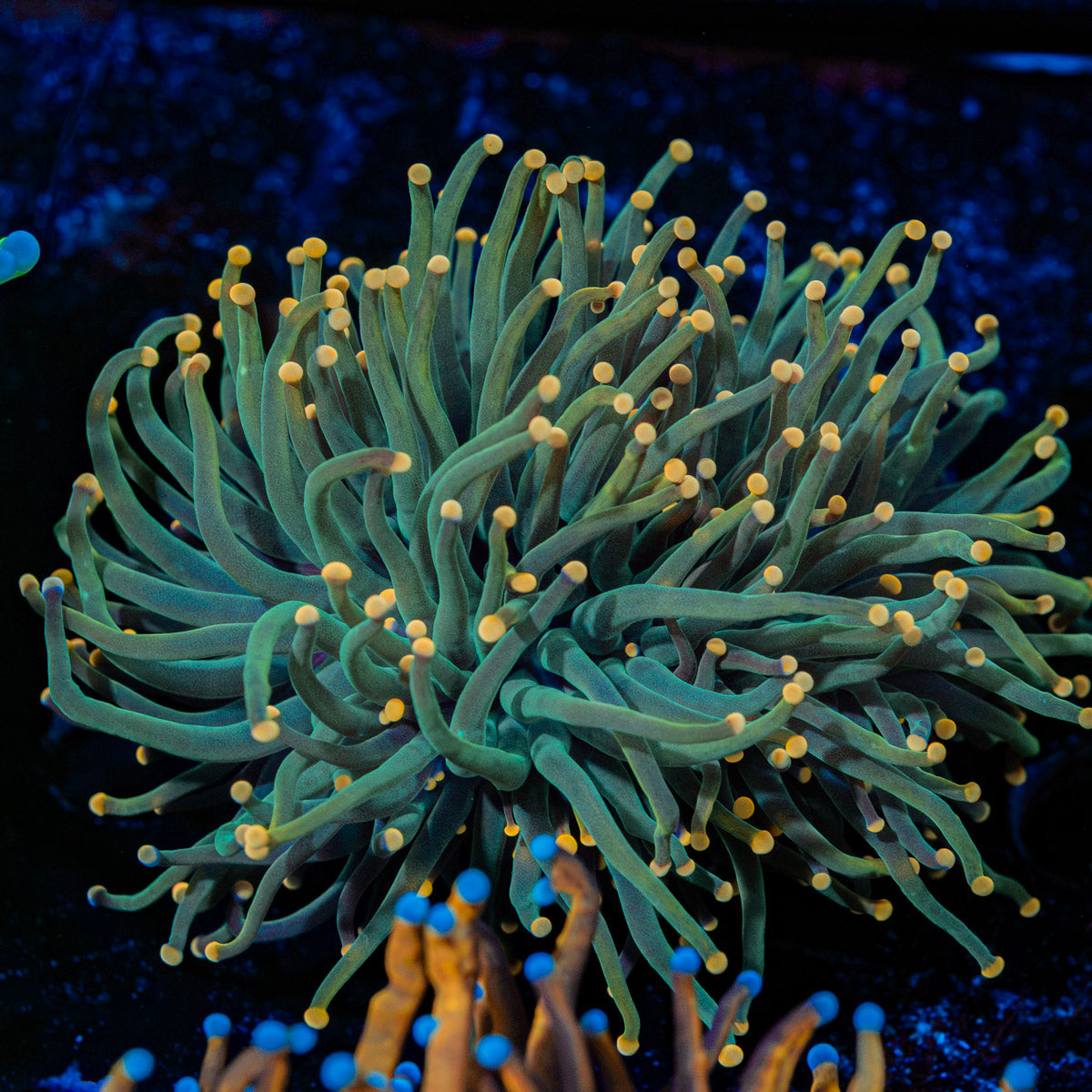 2GC Rapunzel Torch Euphyllia Coral with flowing tentacles in reef aquarium