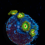 Rasta Zoanthid Coral colony growth in reef aquarium