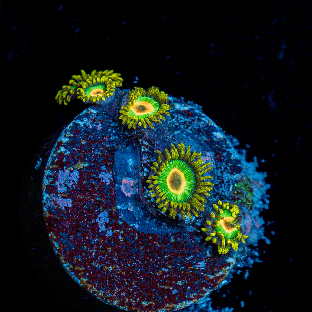 Rasta Zoanthid Coral colony growth in reef aquarium