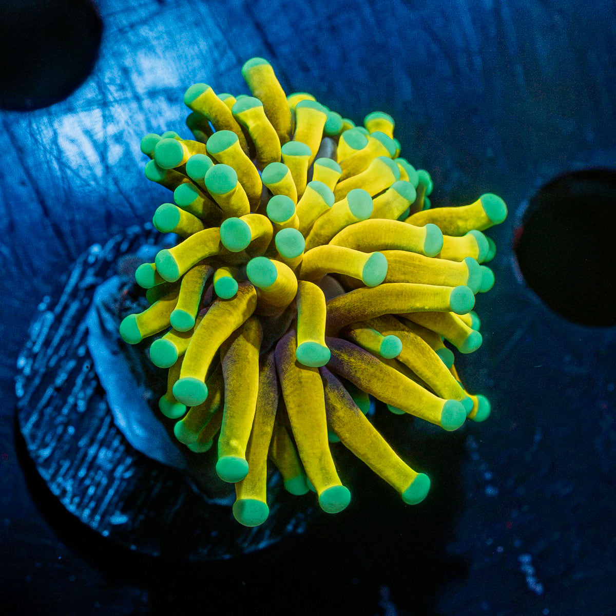 Inferno Torch Euphyllia coral with flowing tentacles in reef aquarium