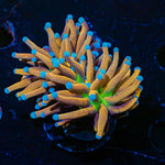 Mardi Gra Torch Euphyllia Coral with flowing tentacles in reef aquarium